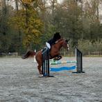 Volledig papieren ruin | Selle Luxembourgeois, Dieren en Toebehoren, Paarden, Ruin, L, 160 tot 165 cm, 11 jaar of ouder