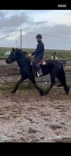 Friese merrie, Dieren en Toebehoren, B, 3 tot 6 jaar, Recreatiepony, Merrie