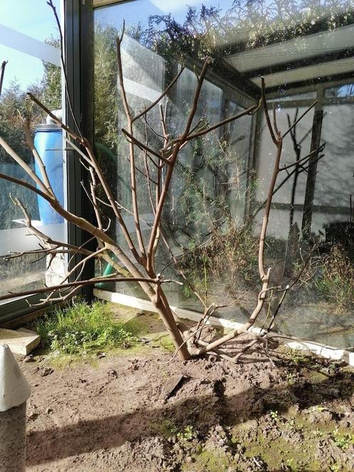 Veigenstruik, veigenboom,, Tuin en Terras, Planten | Bomen, Overige soorten, 100 tot 250 cm, Volle zon, Lente, Ophalen
