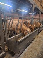 5mooie  volle vaarzen