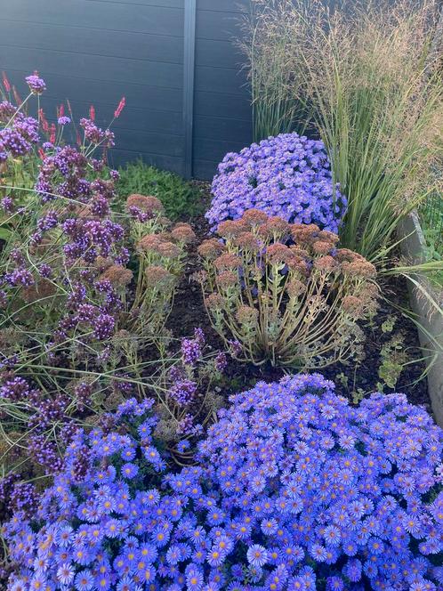 Aster dumosus 'Professor Anton Kippenberg', Tuin en Terras, Planten | Tuinplanten, Vaste plant, Overige soorten, Halfschaduw, Herfst