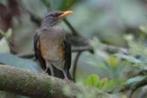 pelios lijster - turdus pelios, Dieren en Toebehoren, Meerdere dieren, Wildzangvogel, Geringd