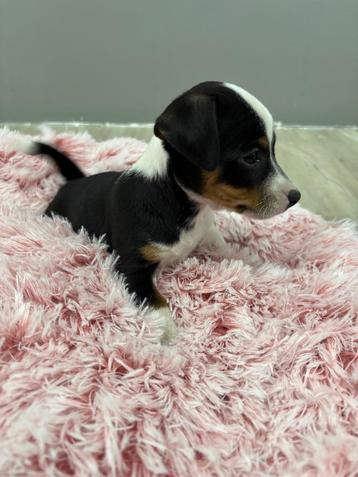 Huiselijk opgevoede Jack Russel pups beschikbaar voor biedingen