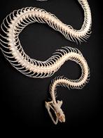 Squelette de Serpent d'eau Enhydris Alternans sous cadre, Collections, Collections Animaux, Insecte, Animal empaillé, Enlèvement ou Envoi