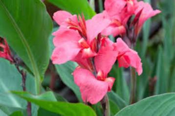 Canna  beschikbaar voor biedingen