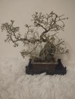 Bonsai boom, Tuin en Terras, Planten | Bomen, Ophalen of Verzenden