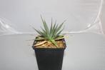 Agave utahensis, Vetplant, Ophalen of Verzenden, In pot, Minder dan 100 cm