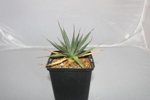 Agave utahensis, Huis en Inrichting, Kamerplanten, Vetplant, Minder dan 100 cm, Groene kamerplant, Volle zon, In pot, Ophalen of Verzenden