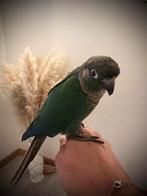 Conure male eam turquoise, Mannelijk