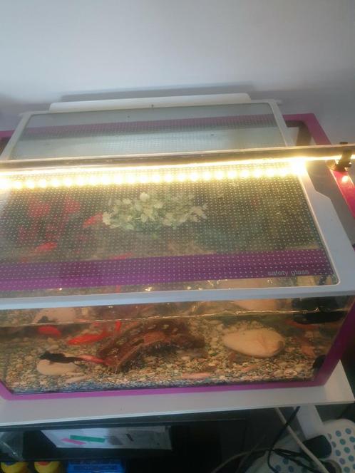Te koop dringend wegens verhuizing !!, Dieren en Toebehoren, Vissen | Aquaria en Toebehoren, Zo goed als nieuw, Ophalen