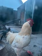 Haan gratis, Mannelijk, Kip