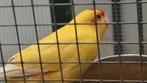 Kakariki, Meerdere dieren, Parkiet, Geringd