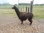 alpaca  SURI, Mei, Mannelijk
