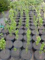 Hibiscus Syriacus, Tuin en Terras, Planten | Tuinplanten, Ophalen, Zomer, Vaste plant