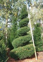Taxus spiralen, Tuin en Terras, Planten | Bomen, Ophalen
