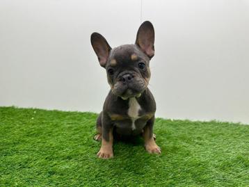 Chiots Bouledogue Français