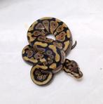 Spotnose dbl het Clown Desert ghost man, Dieren en Toebehoren, Reptielen en Amfibieën, Slang, Tam, 0 tot 2 jaar
