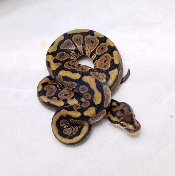 Spotnose dbl het Clown Desert ghost man, Dieren en Toebehoren, Reptielen en Amfibieën, Slang, 0 tot 2 jaar, Tam