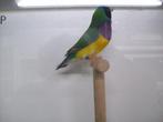 Goulds ,gouldamadines ,goulamandines, Dieren en Toebehoren, Vogels | Overige Vogels, Meerdere dieren, Tropenvogel, Geringd
