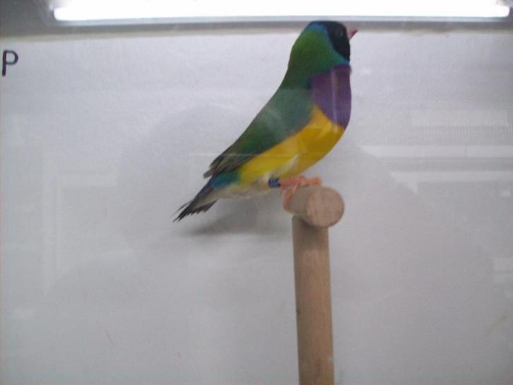 Goulds ,gouldamadines ,goulamandines, Dieren en Toebehoren, Vogels | Overige Vogels, Tropenvogel, Meerdere dieren, Geringd