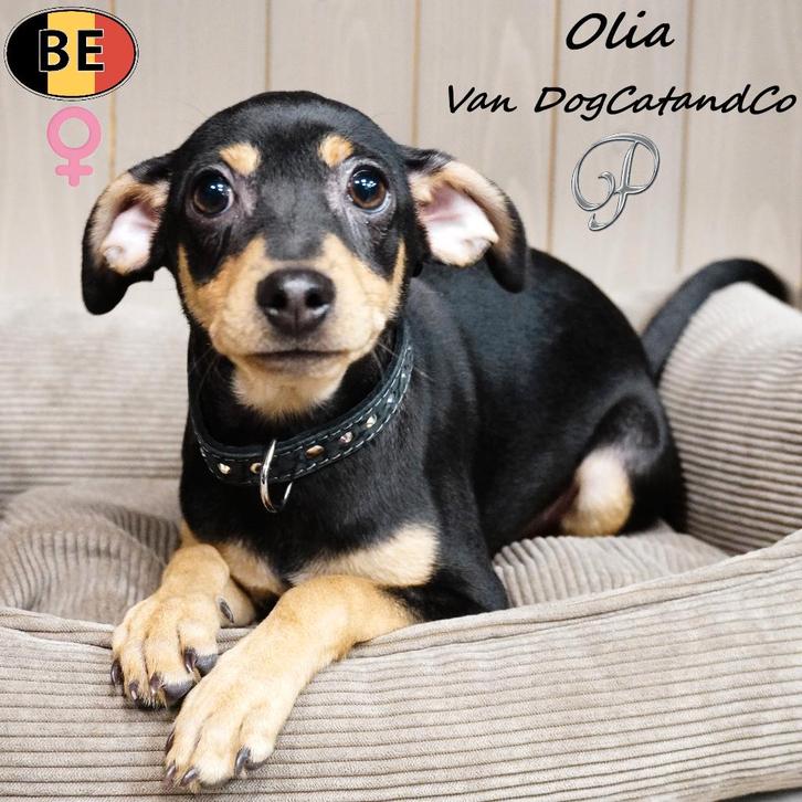 Olia & Ornella - Pinscher teefjes met stamboom te koop, Dieren en Toebehoren, Honden | Bulldogs, Pinschers en Molossers, Teef