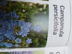 Doorlevende plant, Ophalen of Verzenden, Overige soorten, Minder dan 100 cm