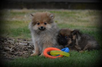 Keeshond pups beschikbaar voor biedingen
