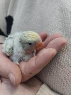 Roseicollie baby handtam, Dieren en Toebehoren, Vogels | Parkieten en Papegaaien