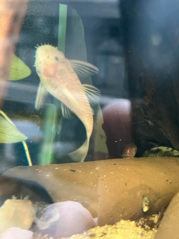 Jong koppel snow white shortfin ancistrus, Poisson, Poisson d'eau douce, Banc de poissons