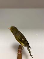 2-3 muncheners ( in nl ), Plusieurs animaux, Canari de posture