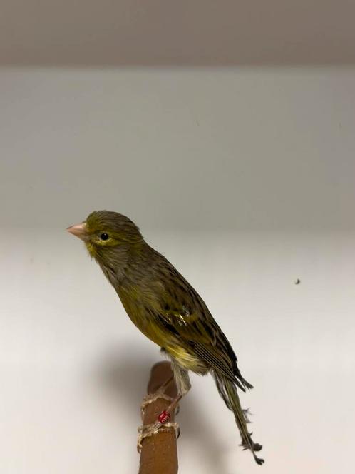 2-3 muncheners ( in nl ), Dieren en Toebehoren, Vogels | Kanaries, Postuurkanarie, Meerdere dieren