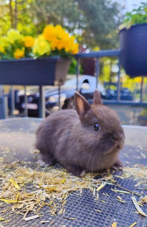 Prachtig kleurdwergje, Dieren en Toebehoren, Konijnen, Dwerg, Mannelijk, 0 tot 2 jaar