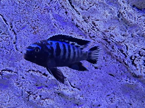 Malawi Mbuna's ; Soort Saulosi, hele mooie zoetwatervis!!!, Dieren en Toebehoren, Vissen | Aquariumvissen, Zoetwatervis, Vis