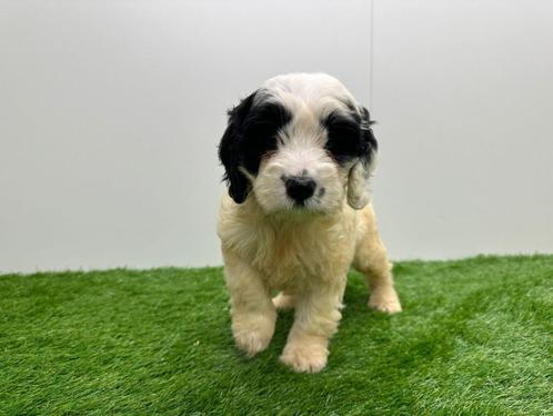 Chiots Cockapoo, Animaux & Accessoires, Chiens | Sans pedigree, Taille moyenne, Plusieurs animaux, Éleveur | Professionnel, Plusieurs