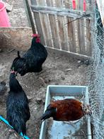 Verschillende hanen, Dieren en Toebehoren, Pluimvee, Mannelijk, Kip