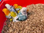 Agapornis - dwergpapegaai, Dieren en Toebehoren, Vogels | Parkieten en Papegaaien, Geslacht onbekend, Dwergpapegaai of Agapornis