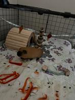 1 zeugje California, Dieren en Toebehoren, Cavia, Vrouwelijk, November, Tam
