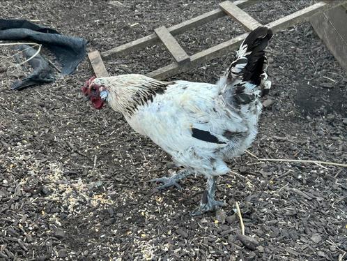 Jonge haan te geef - kruising legkip en Sussex, Dieren en Toebehoren, Pluimvee, Kip, Mannelijk