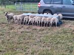 Stamboek rammen en ooien., Dieren en Toebehoren, Schapen, Geiten en Varkens, Meerdere dieren, Schaap, 0 tot 2 jaar