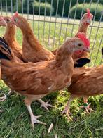 Gele van Mehaigne jonge hanen, Dieren en Toebehoren, Mannelijk, Kip