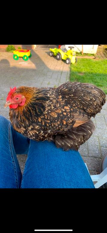 Cochin kriel broedeieren beschikbaar voor biedingen