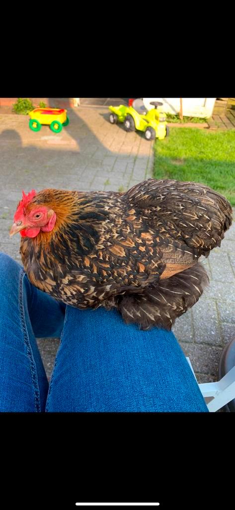 Cochin kriel broedeieren, Dieren en Toebehoren, Pluimvee, Kip, Geslacht onbekend