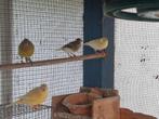 kanaries, Meerdere dieren