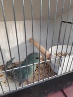 kakariki, Plusieurs animaux, Bagué