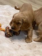 Engelse cocker spaniel reukes, Dieren en Toebehoren, Honden | Retrievers, Spaniëls en Waterhonden, België, Reu, CDV (hondenziekte)
