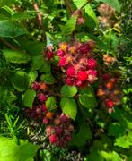 Planten Japanse wijnbes, Ophalen