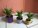 Lot de 3 plantes grasses robustes avec pot ou à la pièce, Ombre partielle, En pot, Plante verte, Plante succulente