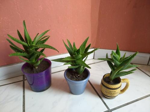 Lot de 3 plantes grasses robustes avec pot ou à la pièce, Maison & Meubles, Plantes d'intérieur, Plante succulente, Moins de 100 cm