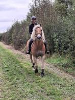 haflinger, Dieren en Toebehoren, Paarden, Minder dan 160 cm, Gechipt, Ruin, 7 tot 10 jaar