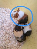 CAVIA, Dieren en Toebehoren, Knaagdieren, September, Vrouwelijk, Cavia